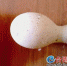 龙岩连城白鸭下了个“葫芦蛋” 造型罕见成因复杂 - 新浪