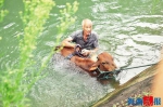 牛主人下水渠引导牛往下游走。通讯员 王健林 摄 - 新浪