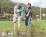 泉州德化：1250公斤小龙虾安家稻田 稻虾共生增创收 - 新浪