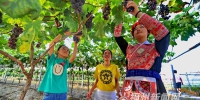 罗源畲村葡萄成熟正当时  游客尽享采摘乐趣 - 福州新闻网