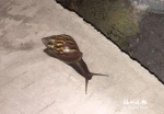 福州草坪现非洲大蜗牛　专家:是害虫不触碰不食用 - 新浪