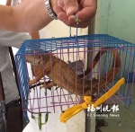 “小怪物”闯进福清村民家　绿鬣蜥被送往福州动物园 - 福州新闻网