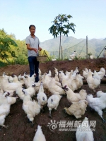 罗源牛姆山下的生态乌鸡：经过1000多天精心养育 - 福州新闻网