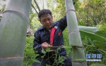范夏平：为熊猫送竹子的人 - 福州新闻网