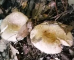 南平五人吃了野蘑菇中毒险丧命 两人仍在救治中 - 新浪