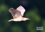 福州暑热逐步消退　众多水鸟在西湖水面飞舞觅食 - 福州新闻网