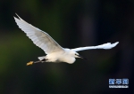 福州暑热逐步消退　众多水鸟在西湖水面飞舞觅食 - 福州新闻网