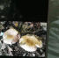 ▲患者手机中的毒蘑菇图片 - 新浪
