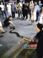漳州龙海：3米蟒蛇盘路边 警民合擒去放生 - 新浪