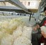 山珍绣球菇在福州实现标准化量产  每日量产5吨 - 福州新闻网