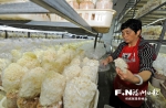 山珍绣球菇在福州实现标准化量产  每日量产5吨 - 福州新闻网