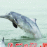 中华白海豚在厦门海域嬉戏遨游。 - 新浪