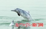 中华白海豚在厦门海域嬉戏遨游。 - 新浪