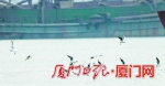▲优良的海洋生态环境吸引海鸥在厦门海域觅食。 - 新浪