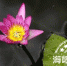 福州西湖公园国庆期间将展出百种荷花睡莲 - 新浪