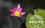 福州西湖公园国庆期间将展出百种荷花睡莲 - 新浪