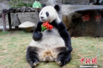 大熊猫巴斯辞世　传奇一生见证中美友谊两岸良缘 - 福州新闻网