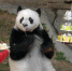 传奇大熊猫巴斯的一生 - 福州新闻网