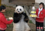 传奇大熊猫巴斯的一生 - 福州新闻网