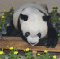亚运会吉祥物“盼盼”原型大熊猫“巴斯”因病离世 - 福州新闻网