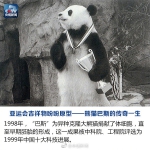 “盼盼”原型传奇大熊猫巴斯去世　享年37岁 - 福州新闻网