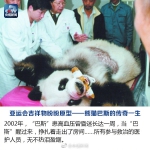 “盼盼”原型传奇大熊猫巴斯去世　享年37岁 - 福州新闻网