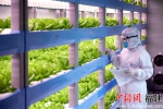 中科三安植物工厂生产的蔬菜，以其高安全、高品质而被推荐进入“金砖食堂”。 - 福建新闻