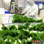 中科三安植物工厂生产的蔬菜，以其高安全、高品质而被推荐进入“金砖食堂”。 - 福建新闻