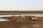 当地居民及牲畜在水塘里饮水。陈荣波 摄 - 福建新闻