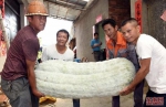 20日，村民展示重达119公斤的巨型冬瓜。 - 新浪