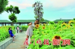 仙岳山公园的向日葵。陶卉摄 - 新浪