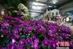 图为漳州花博园展示展示各式各样的花卉。王东明摄 - 新浪