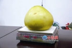 第十三届平和蜜柚节柚王赛结果出炉 大柚王13.42斤 - 新浪