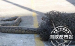 莆田惊现2米长蟒蛇 被发现时正偷吃居民饲养的鸡 - 新浪