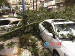 狂风暴雨突袭漳州如强台风 树倒路堵7名学生受伤 - 新浪
