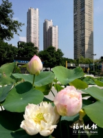 长假逛榕城　人在花中游 - 福州新闻网