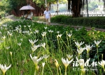 长假逛榕城　人在花中游 - 福州新闻网