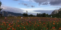 福州花海公园赏花正当时 - 福州新闻网