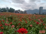 福州花海公园赏花正当时 - 福州新闻网