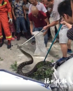 盘屿小学树上惊现3米长蟒蛇　捕蛇过程一波三折 - 福州新闻网