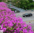 福州高架紫红三角梅首次10月同开 花景美不胜收 - 新浪