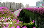 福州高架紫红三角梅首次10月同开 花景美不胜收 - 新浪
