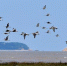 百名“爱鸟人”闽江河口湿地观鸟 正是迁徙好时光 - 新浪