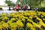 主要展区基本成形　市民可到西湖公园赏菊花 - 福州新闻网