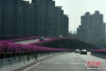 福州全城紫红三角梅竞相盛开 遍布天桥和高架桥 - 新浪