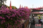 福州全城紫红三角梅竞相盛开 遍布天桥和高架桥 - 新浪