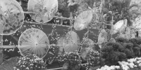 福州西湖菊展　品出浓浓文化味 - 福州新闻网