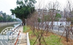 晋安河边种下的山樱花，明年初春就能开花 - 新浪