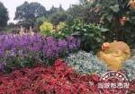 闽江公园建茉莉家族花境 可全年开花为福州首个 - 新浪