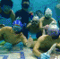 福州厦门爱好者玩转“水下曲棍球” - 福州新闻网